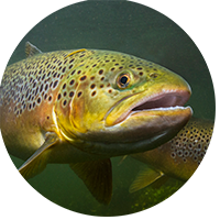 Öring